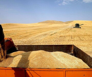 پرداخت مطالبات گندمکاران با درآمدهای مالیاتی بدون افزایش نقدینگی